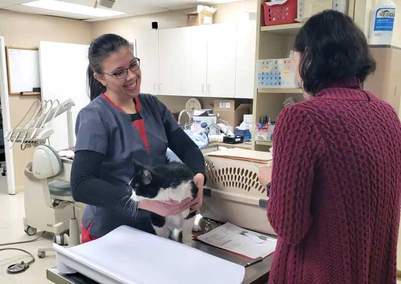 Carousel Slide 2: Cat veterinary care