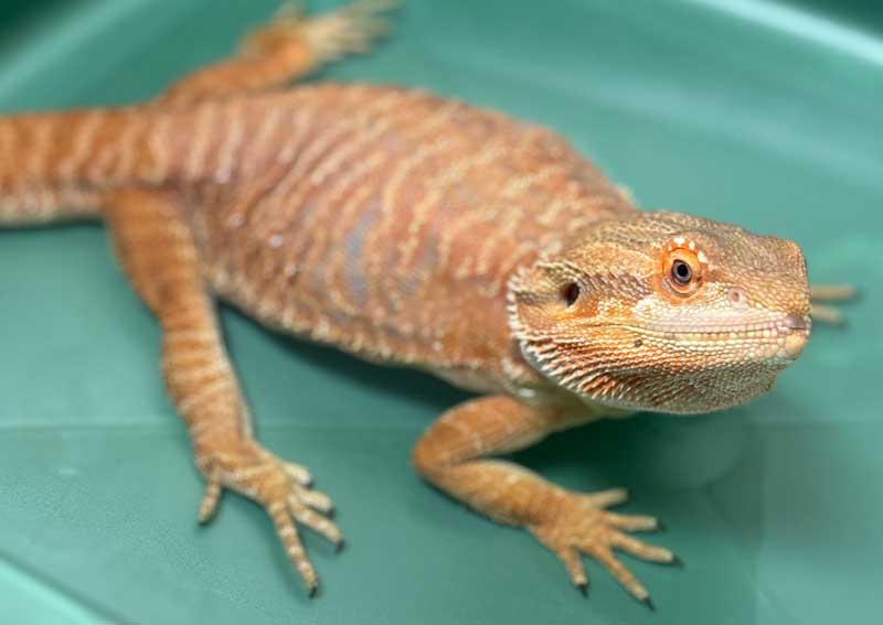 Carousel Slide 4: Exotic pet veterinarians