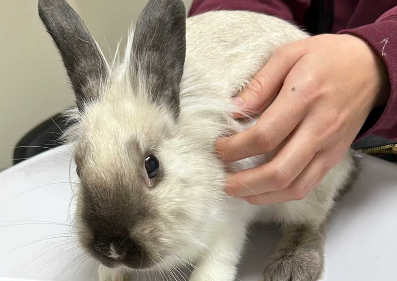 Carousel Slide 6: Small mammal veterinarians